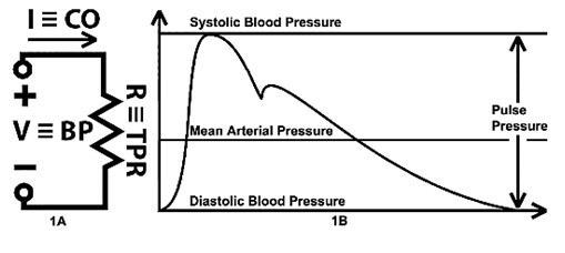 图3：血压(BP)、心输出量(CO)和总外周阻力(TPR)分别类似于电压(V)、电流(I)和电阻。